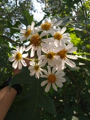 Montanoa grandiflora