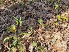 Uvularia perfoliata