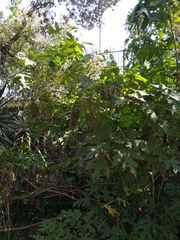 Montanoa grandiflora