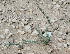 Thamnosma texana
