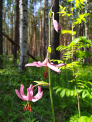 Lilium martagon pilosiusculum