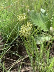 Xysmalobium involucratum