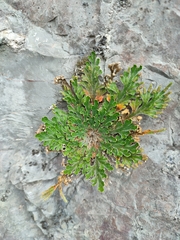 Selaginella lepidophylla