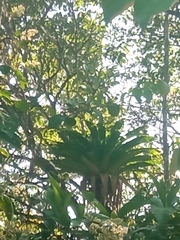 Bromeliaceae