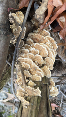 Trametes ochracea