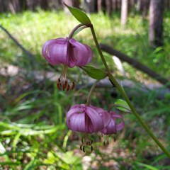 Lilium martagon pilosiusculum