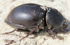 Ocnodes