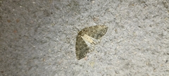 Epirrita dilutata