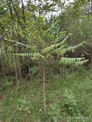 Juglans neotropica
