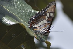 Adelpha bredowii