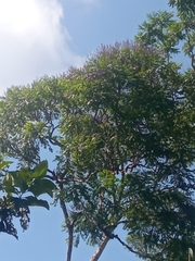 Jacaranda mimosifolia