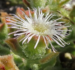 Mesembryanthemum crystallinum