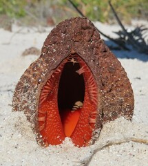 Hydnora africana