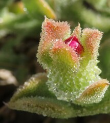 Mesembryanthemum crystallinum