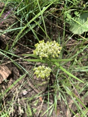 Xysmalobium involucratum
