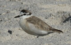 Charadrius marginatus