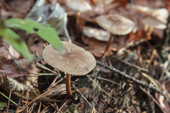 Mycetinis scorodonius