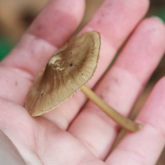 Mycetinis scorodonius