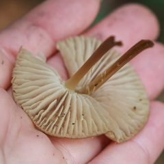 Mycetinis scorodonius