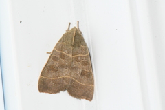 Ipimorpha pleonectusa