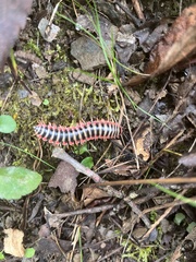Apheloriini