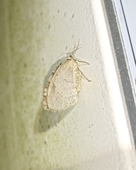 Epirrita dilutata