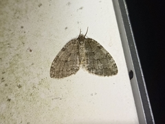 Epirrita dilutata
