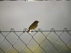 Phylloscopus