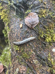 Philomycus carolinianus