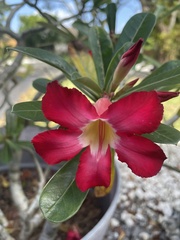Adenium