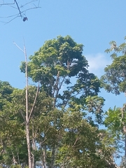 Cecropia obtusifolia
