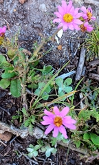 Senecio arenarius