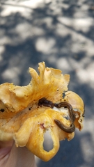 Bipalium pennsylvanicum