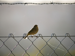 Phylloscopus