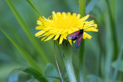 Zygaena osterodensis