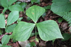 Trillium erectum erectum