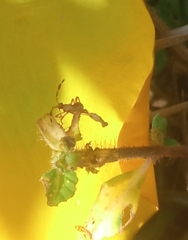 Cuphea carthagenensis