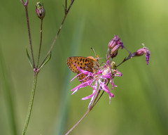 Boloria euphrosyne