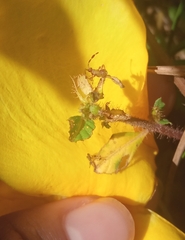 Cuphea carthagenensis