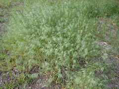 Bromus tectorum