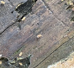 Dicyrtomina