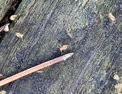 Dicyrtomina