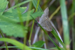 Scotopteryx
