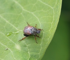 Hoplia