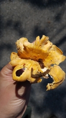 Bipalium pennsylvanicum