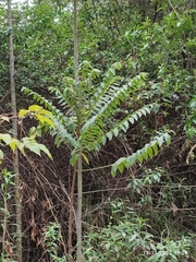Bocconia frutescens