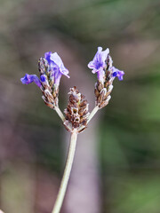 Lavandula multifida
