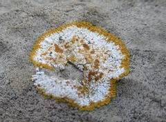 Teloschistaceae