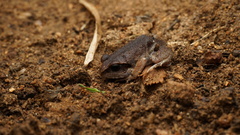 Arthroleptis stenodactylus