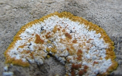 Teloschistaceae